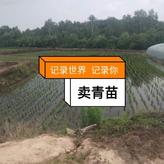 五常市水田 转让 50年以上 50~100亩