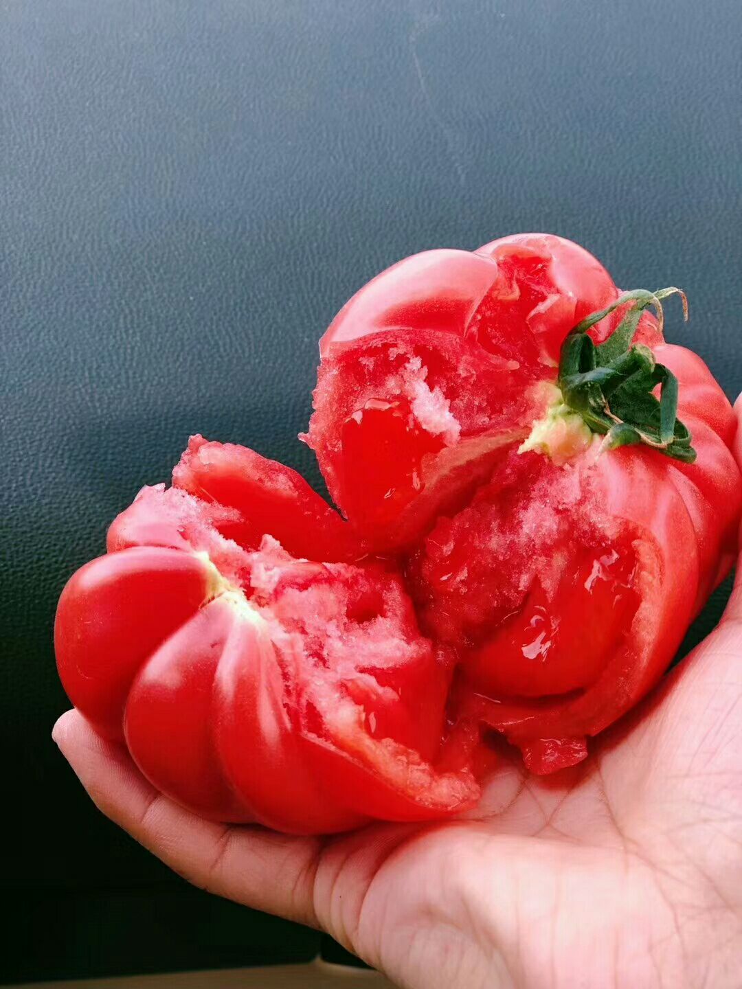 普罗旺斯水果西红柿，地基现摘！！