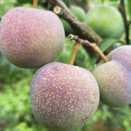 屏山县半边红李子  茵红李 屏山，，俗名半边红