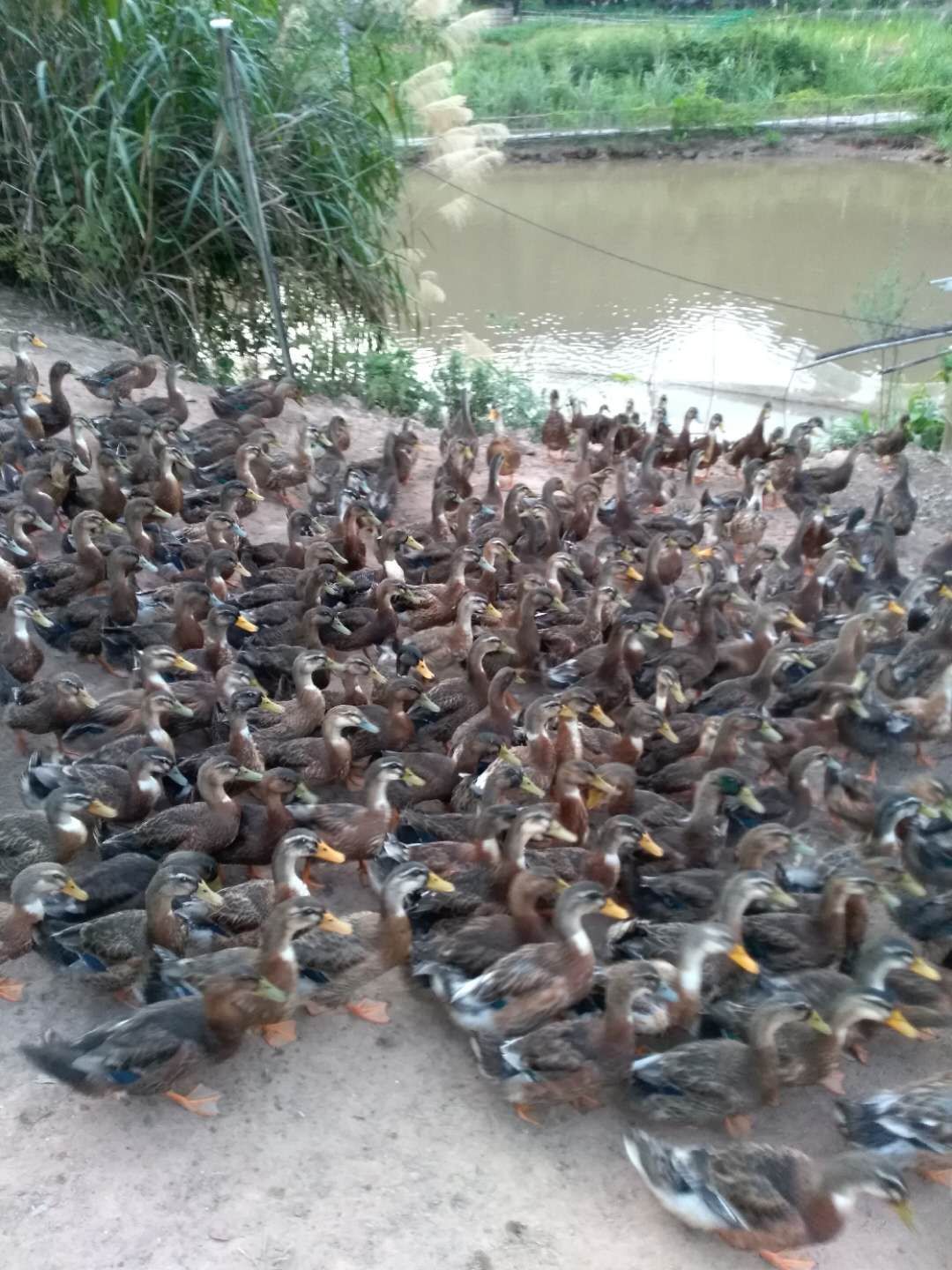 [麻鸭苗批发]麻鸭苗 厂家直销优质大种肉鸭苗蛋鸭苗番鸭苗水鸭苗质量