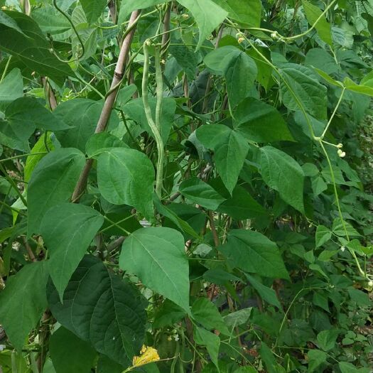 安顺无筋豆角 无筋豆