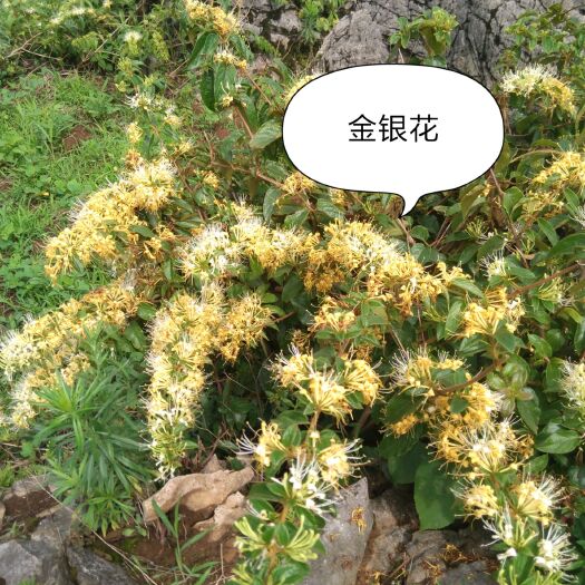 兴义市山银花 金银花干货 统货