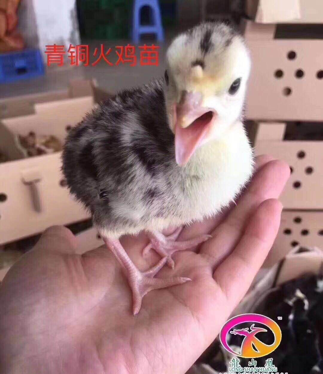 广州火鸡  青铜苗（500系）
疫苗，量大优惠