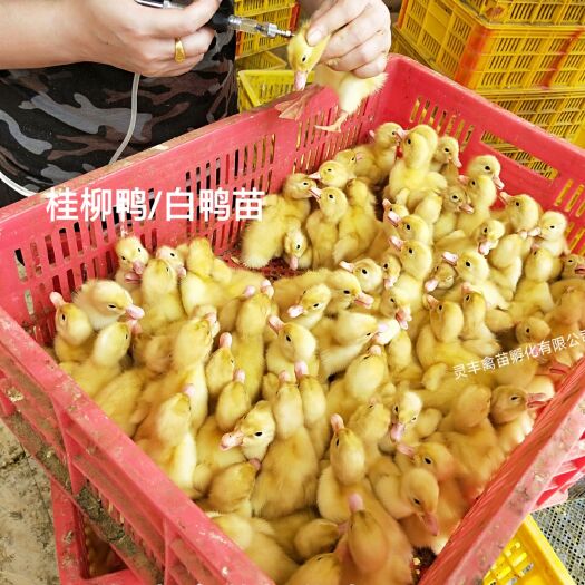 桂柳鸭苗/白鸭苗北京鸭肉鸭苗，包打疫苗，包运输成活假一赔十