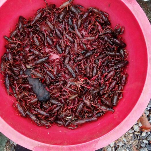 咸宁青壳小龙虾 外捉龙虾武夏咸宁无牌照摩托车去得了地方包送价格按惠农网