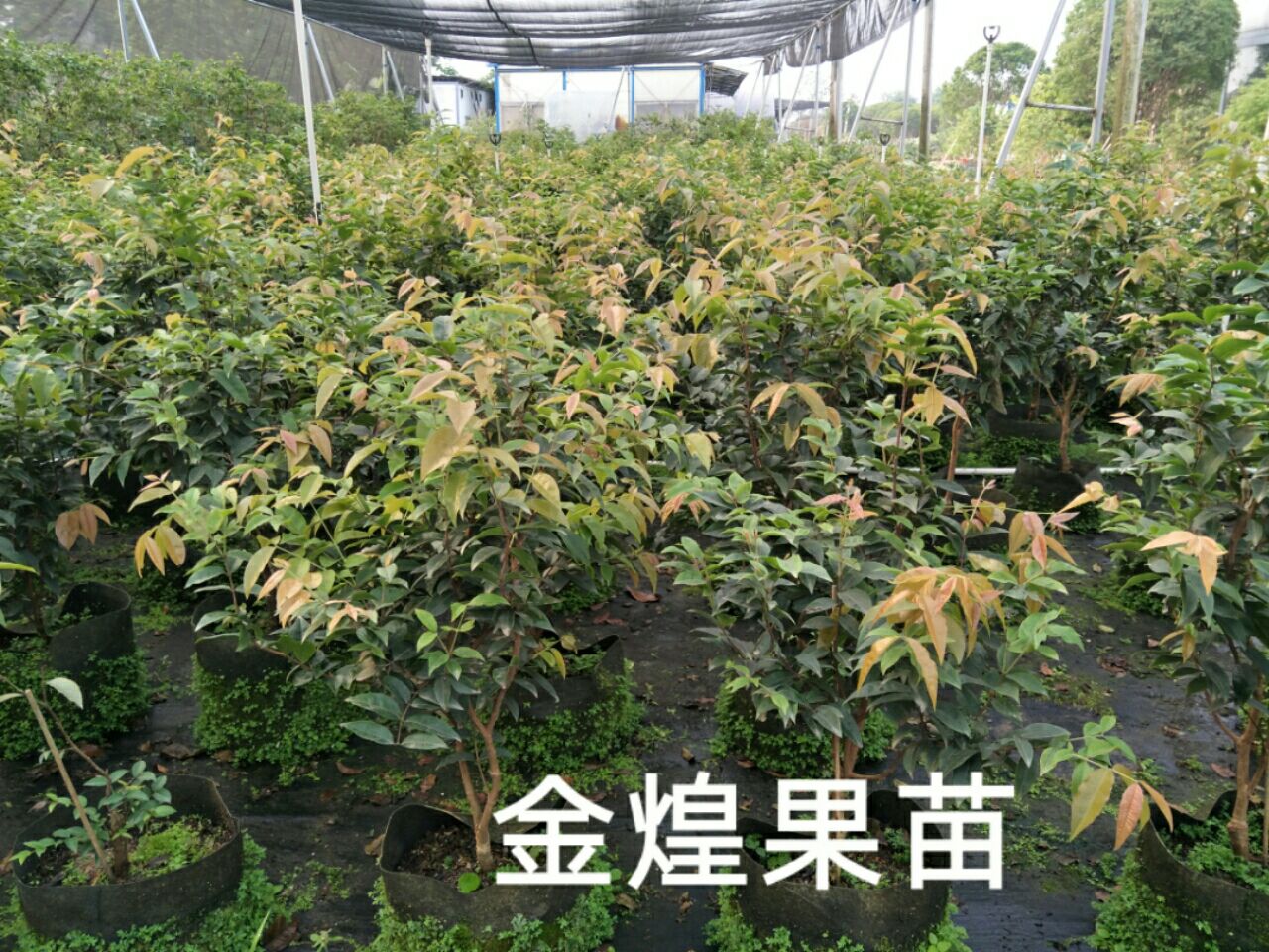 嘉宝果苗  想种植树葡萄的一年四季开花结果喜欢种植的欢迎下单