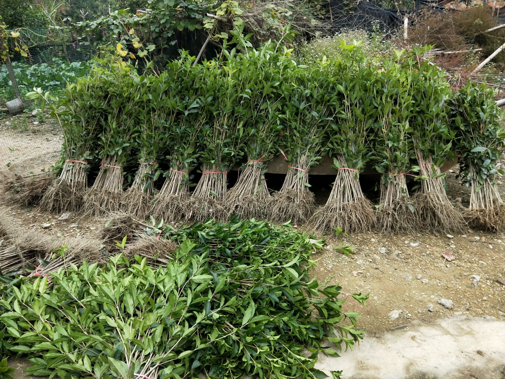 桂花树苗  八月金桂、丹桂苗20cm一200cm高，基地供应