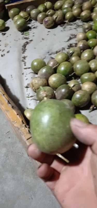 凤山县 台农百香果