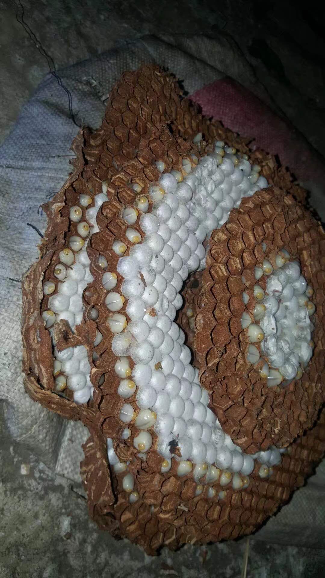 马蜂蛹