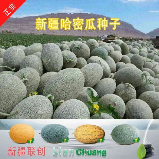 樟树市正品新疆哈密瓜种子 四季水果种子 网纹瓜伽师瓜红心高糖正品