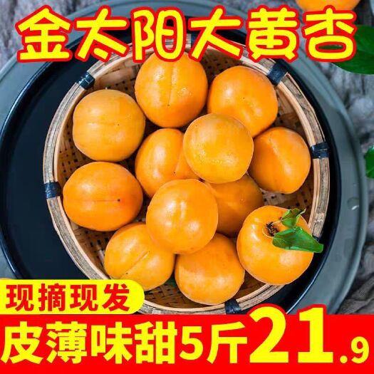 砀山县 金太阳黄杏，味甜。欢迎朋友前来选购
