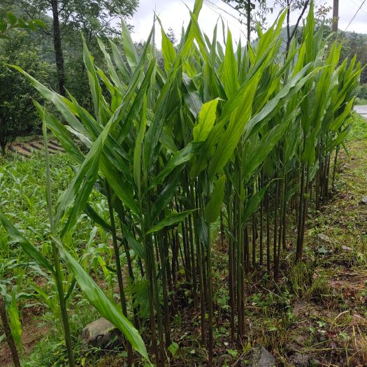 武汉阳荷