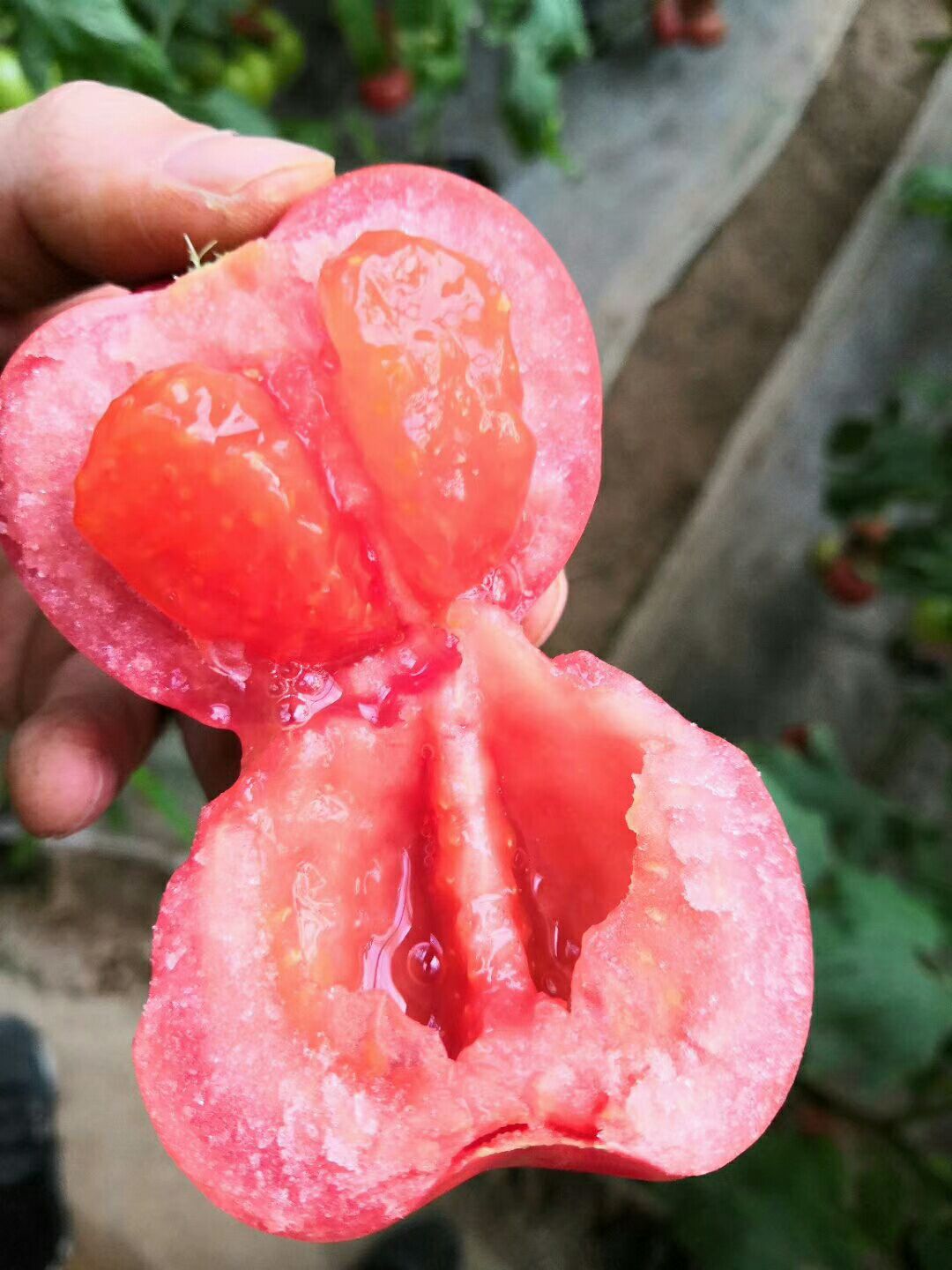 普罗旺斯水果西红柿，地基现摘！！