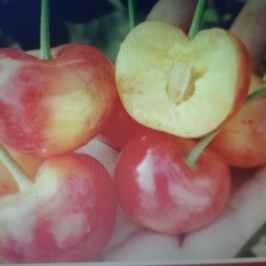 瓦房店市砂蜜豆 大连特产