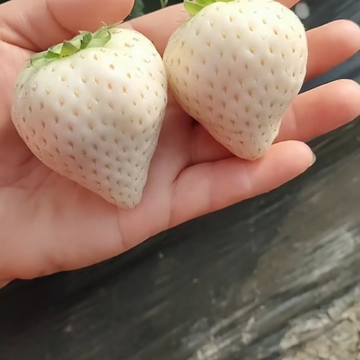 泰安小白草莓苗    地栽苗