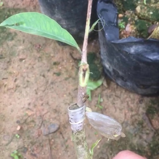茂名奇楠沉香树 好的奇楠，用实力在说话！
