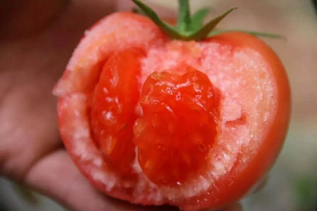 普罗旺斯水果西红柿，地基现摘！！
