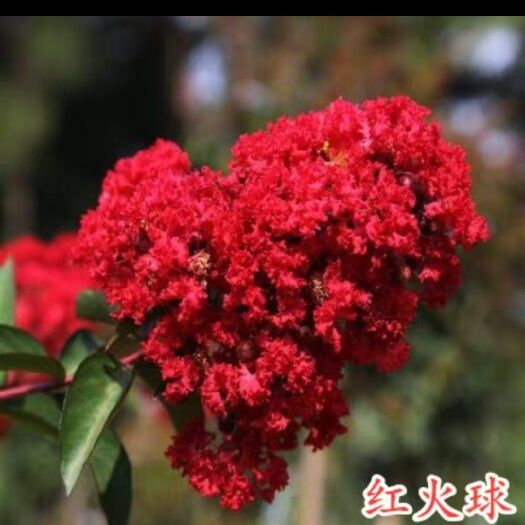 咸阳 三红紫薇，红火箭，国旗红