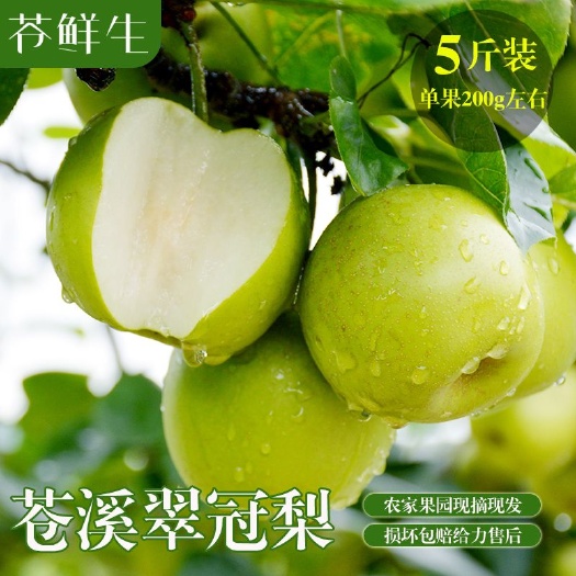 成都 苍溪高山翠冠梨，国家地理标志产品！肉白汁多，脆甜可口！
