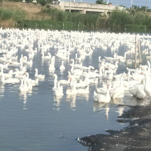 滨海县 白鹅、鸡