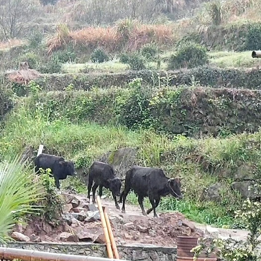 遂昌县 高山黄牛肉