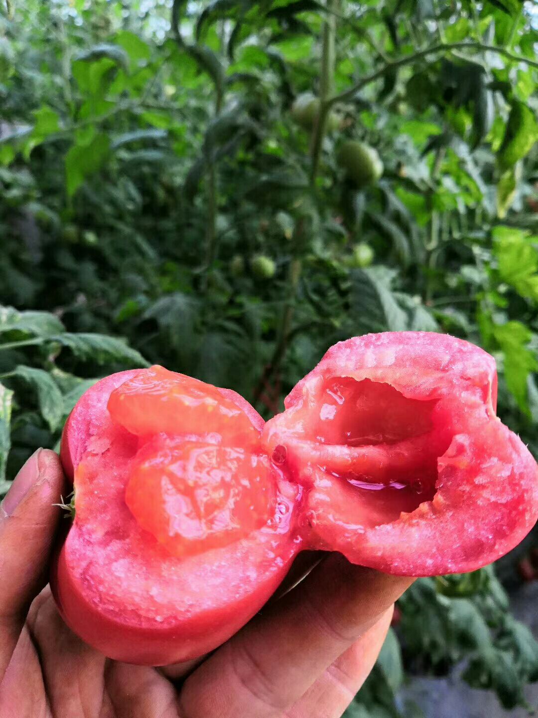 普罗旺斯水果西红柿，地基现摘！！