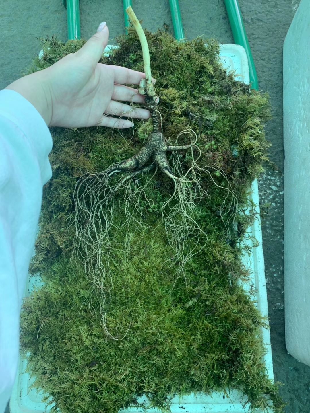  新鲜人参林下参人参