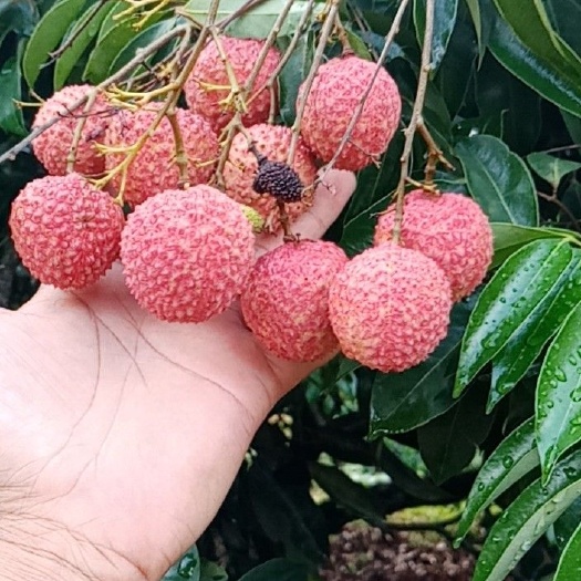 灵山县 广西灵山桂味荔枝，甜爽又香，小核