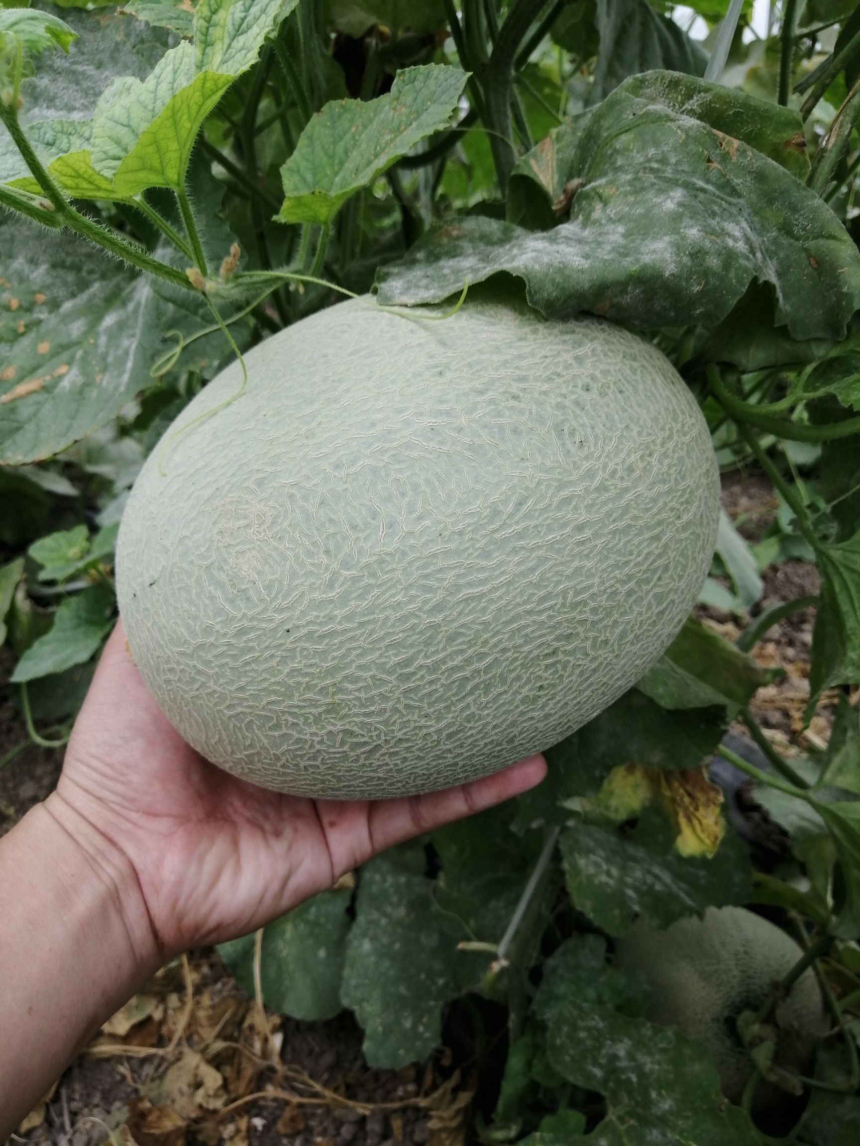 网纹蜜瓜 2斤以上