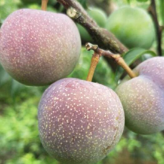 屏山县半边红李子 茵红李，农家肥种植。