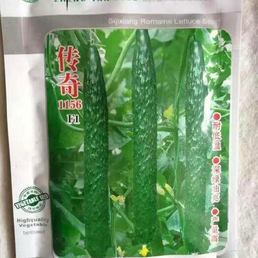 夏邑县传奇1156种黄瓜种子高产耐低温，一亩地三袋