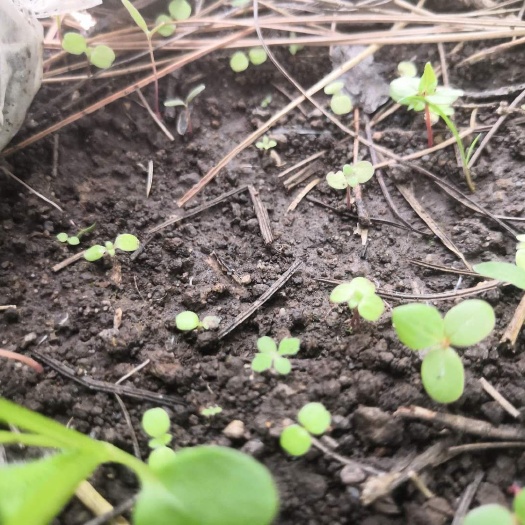 绵阳羊肚菌菌种 羊肚菌反季节种植出菇了
