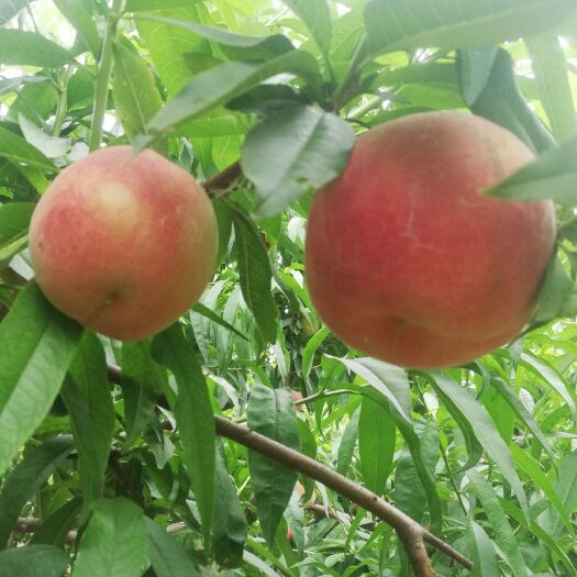 萧县 水蜜桃