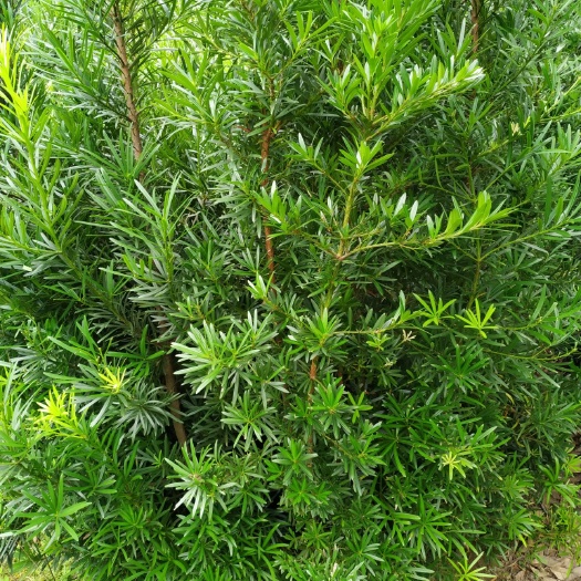 阳朔县中叶罗汉松