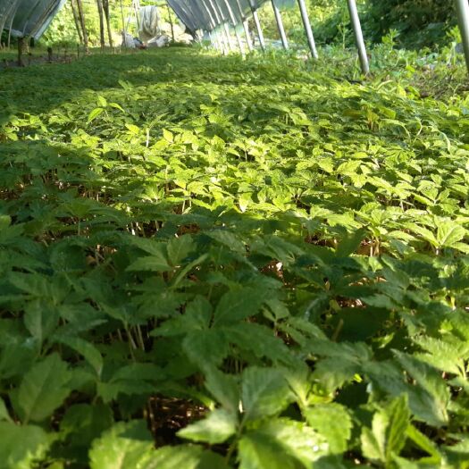 宣恩县竹节参种子 恩施大叶竹节参苗，药典品种
