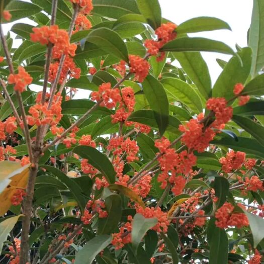 东至县丹桂  桂花苗、桂花