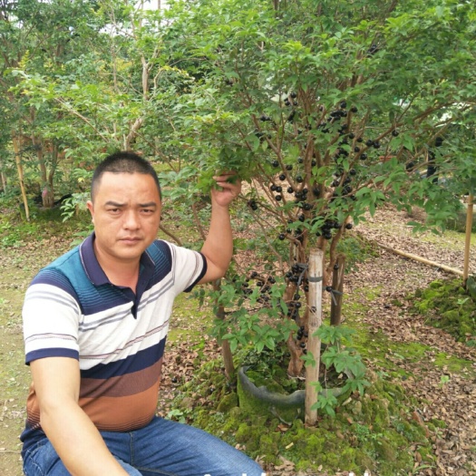灵山县嘉宝果苗  想种植树葡萄的一年四季开花结果喜欢种植的欢迎下单