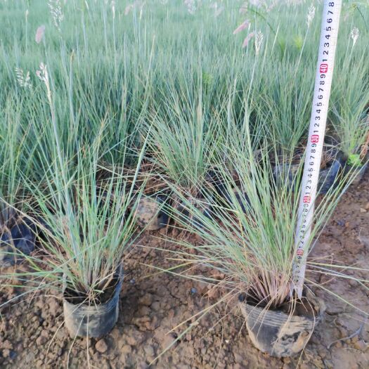 中山市 906供应 毛冠草 20-30cm高七斤袋 杯苗 观赏草