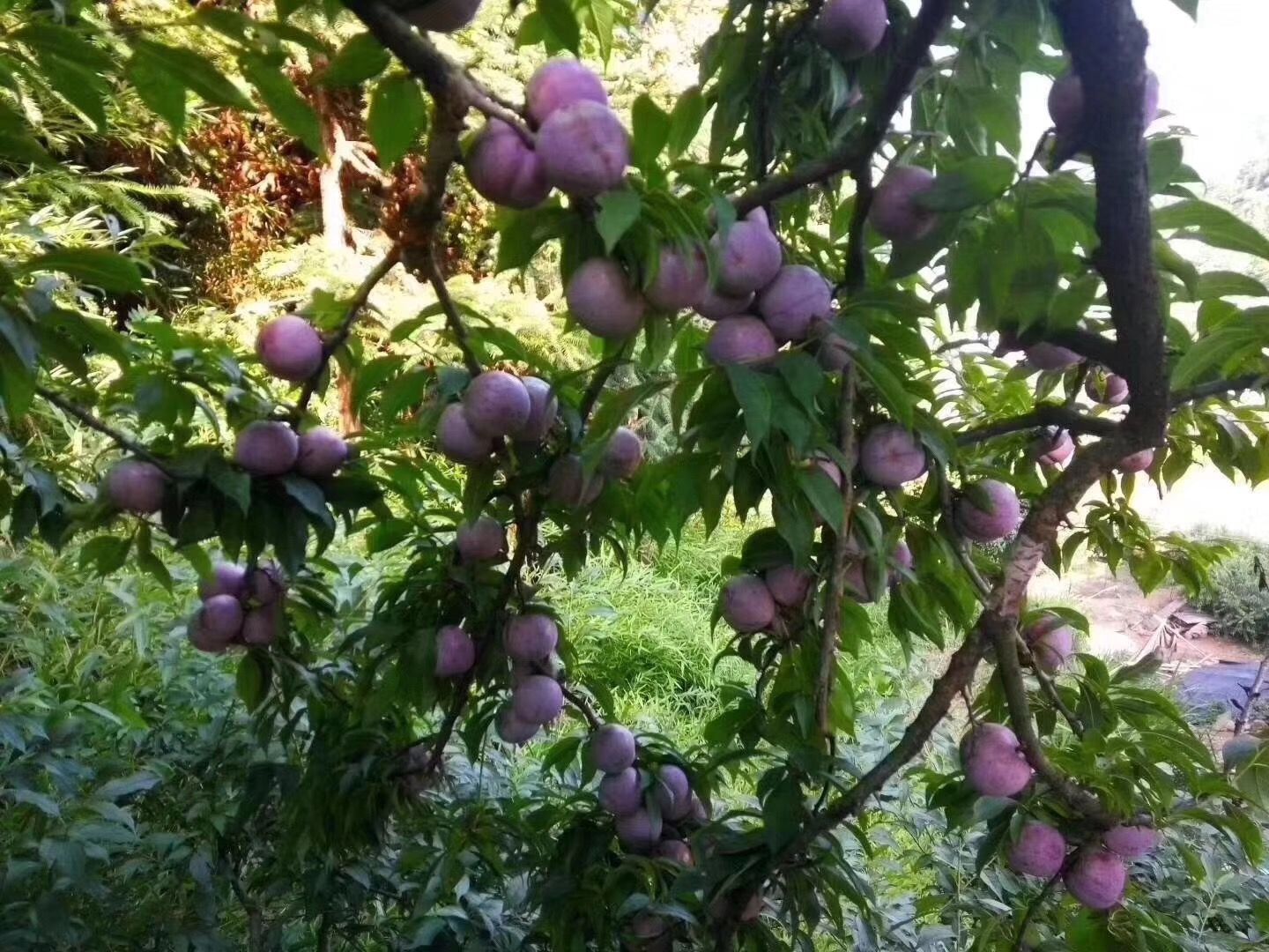 三华李苗  南华李苗  银妃三华苗 营养杯苗/泥球苗