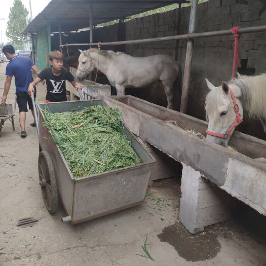 梁山县 矮马  骑乘马  女孩骑得小白龙马
