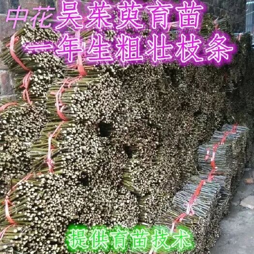 樟树市吴茱萸苗 吴茱苗江西中花吴茱萸枝条，中花吴茱萸种苗茶辣苗