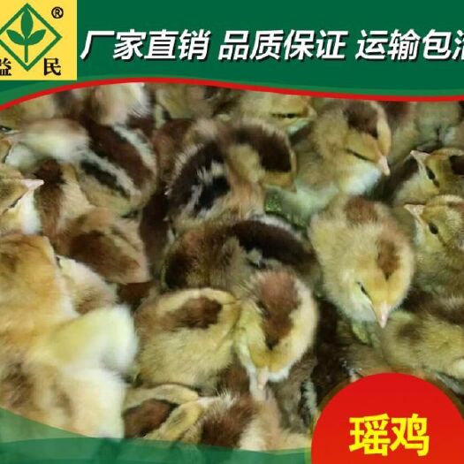 衡阳正宗瑶鸡苗红黑厂家直销量大从优