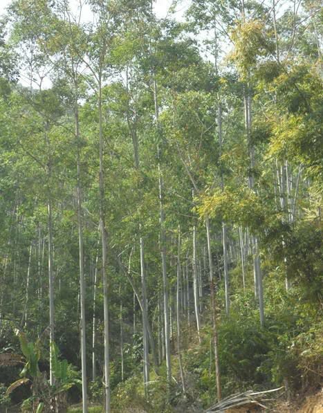 石屏县蓝桉 现有150万棵6米以上按树出售量大者价格从优