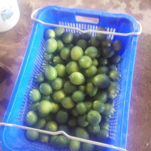 博罗县香水柠檬 1.6 - 2两