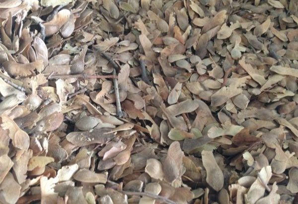  五角枫种子 红枫种子 发芽率高 10-15斤/亩