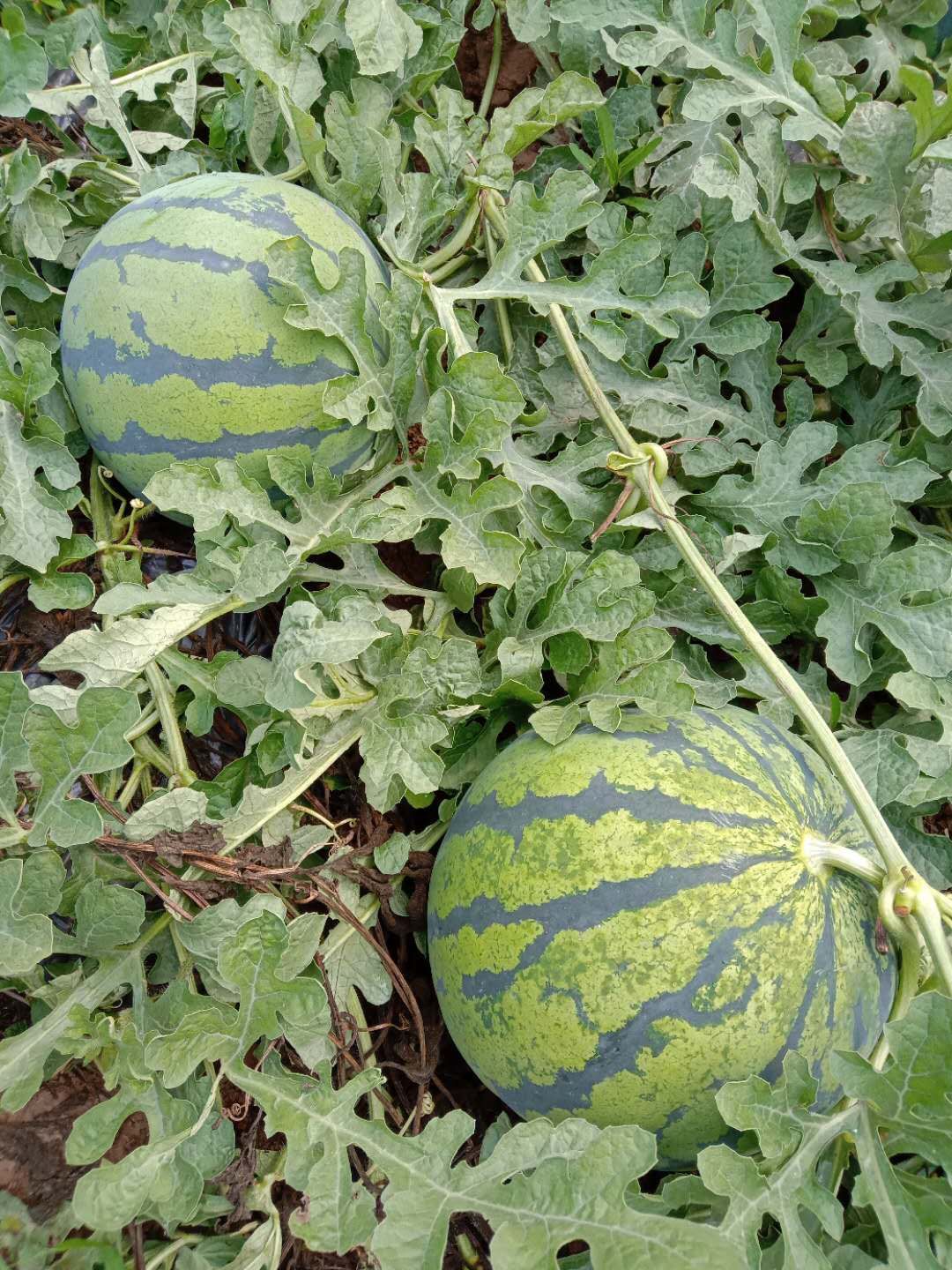 商丘 瓜农精心种植13亩地，甜西瓜，1茬，7斤打底，八成熟