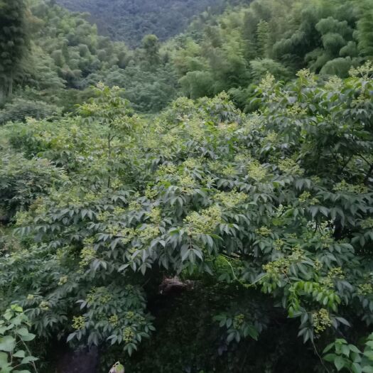建德市 本村有大面积的小花吴茱萸，几万斤干货，七月份开始采摘。