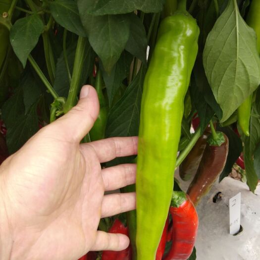 钦州牛角椒种子 黄元帅尖椒
