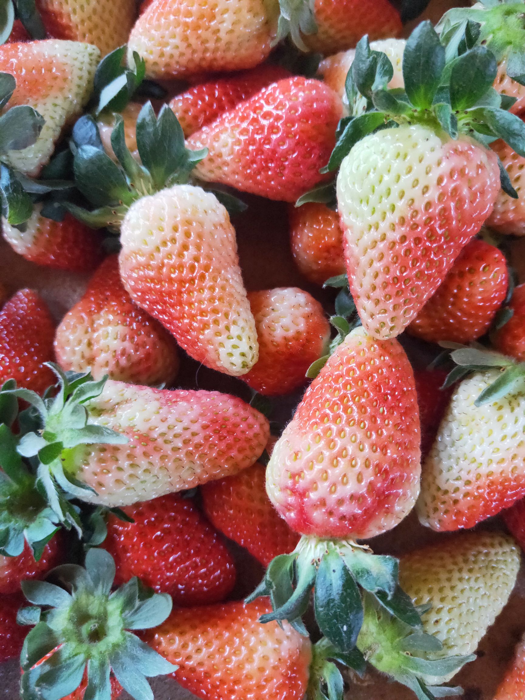 蒙特瑞草莓 30克以上