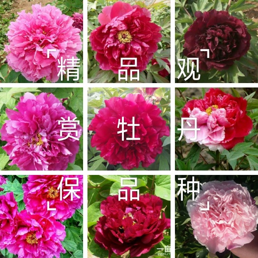 菏泽观赏牡丹  牡丹    ，重瓣花，保品种保成活，欢迎新老客户